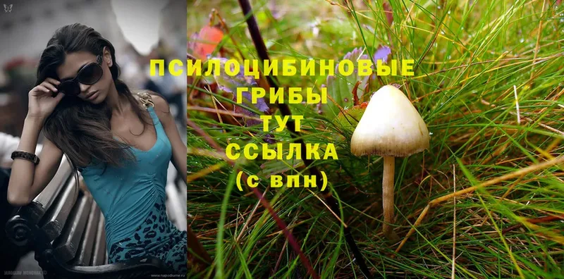 Галлюциногенные грибы Magic Shrooms  наркота  Вологда 